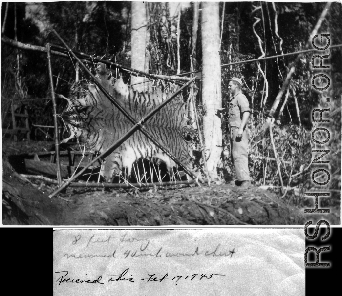 GI poses with tiger skin in Burma. Image received February 17, 1945.  Engineers of the 797th Engineer Forestry Company.  During WWII.