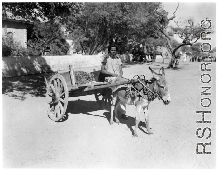 Man with donkey cart in Burma or India.  Near the 797th Engineer Forestry Company.  During WWII.