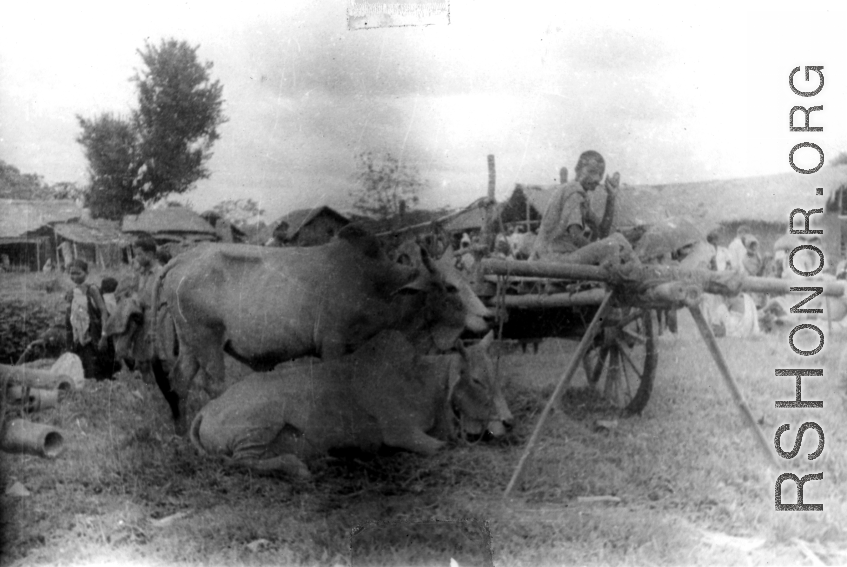 Cows And Cart In India.  Local images provided to Ex-CBI Roundup by "P. Noel" showing local people and scenes around Misamari, India.    In the CBI during WWII.