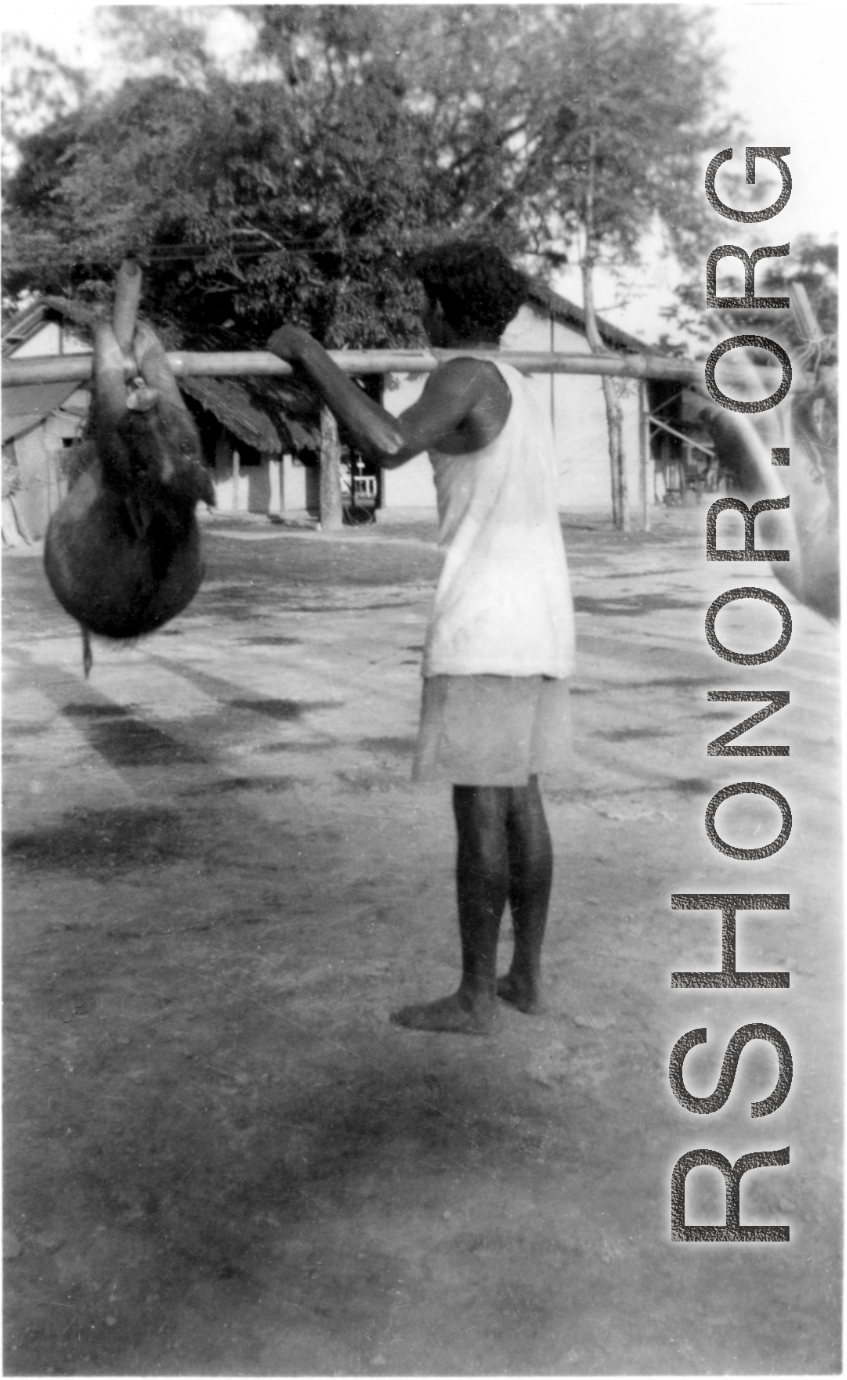 A man shoulders pigs in India.  Local images provided to Ex-CBI Roundup by "P. Noel" showing local people and scenes around Misamari, India.   In the CBI during WWII.