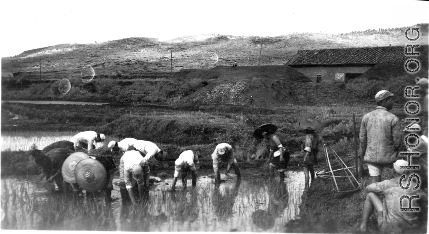 Chinese soldiers work with local women to transplant rice sprouts in the spring, next to bunker-protected military buildings in Yunnan province, during WWII.