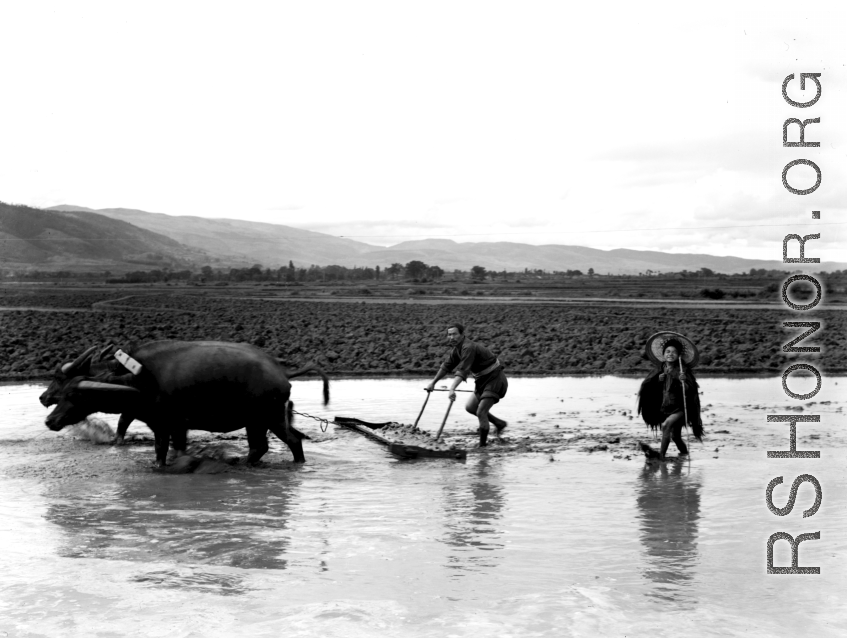 Countryside in China, probably in Yunnan province: Plowing a flood rice paddy.  From the collection of Wozniak, combat photographer for the 491st Bomb Squadron, in the CBI.