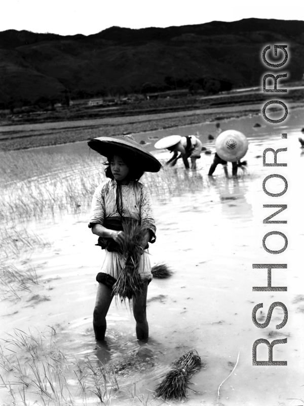A Chinese girl working in the fields in the CBI, transplanting rice sprouts.