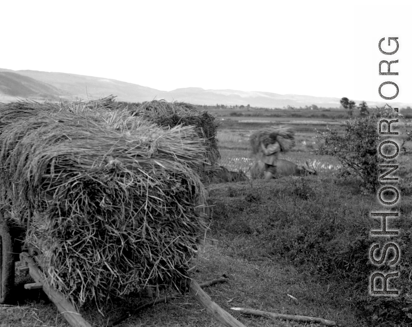 Local people in China: A farmer near Yangkai, Yunnan Province, China, loads rice straw onto carts. During WWII.
