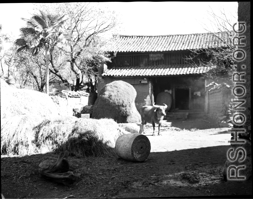 A village home and water buffalo in Yunnan, China, during WWII.