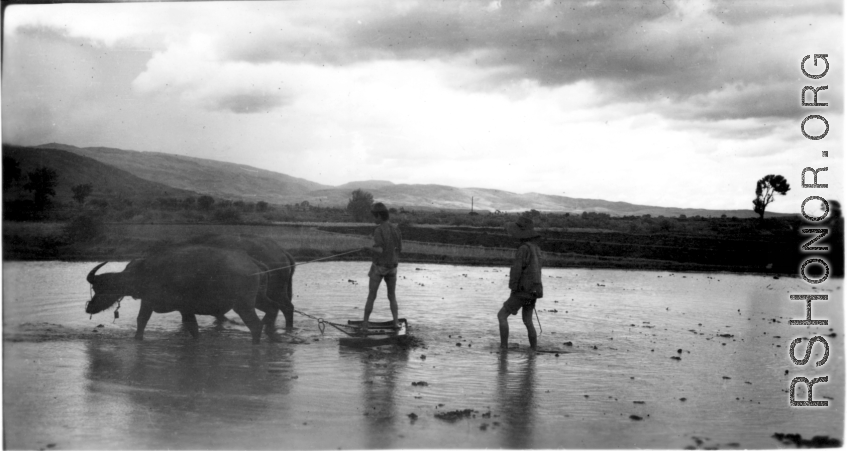 Local farmers in Yunnan province, China, plowing rice paddies. During WWII.