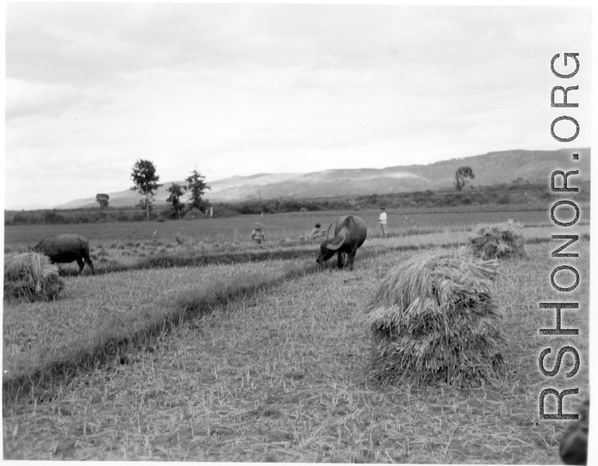 Farmers in Yunnan province, China, harvesting rice and rice straw. During WWII.