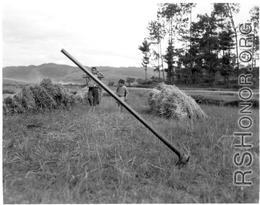 Local farming people in Yunnan province, China: Harvesting rice straw. During WWII.