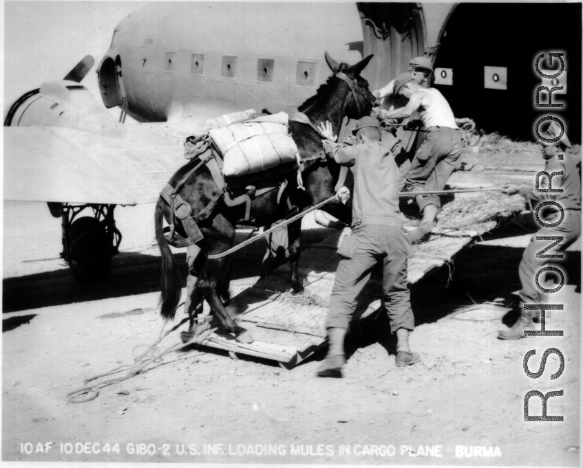 10AF 10Dec44 G180-2 U.S. infantry loading mules on [C-47] cargo plane, Burma.  10th Air Force.