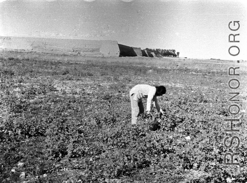 A Chinese farmer collects produce outside a Ming- or Qing-period city wall, in northern China, during WWII.