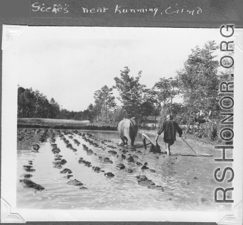 Scenes in Kunming, China, area during WWII: Farmer plowing flooded rice paddy.