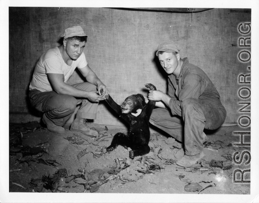 Engineers of the 797th Engineer Forestry Company pose with a sun bear (Helarctos malayanus), which they have presumably shot, in Burma.  During WWII.