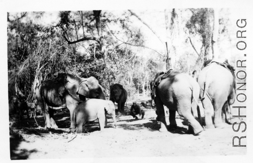 Local people in Burma near the 797th Engineer Forestry Company--domesticated elephants, assisting in logging in some cases.  During WWII.