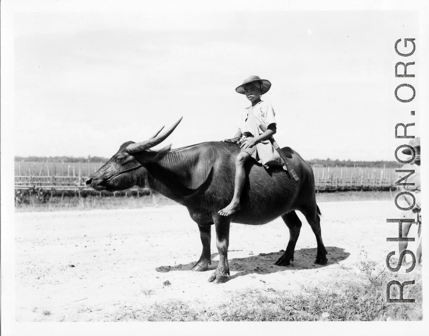 Local people in Burma near the 797th Engineer Forestry Company--Farmer youth riding a water buffalo in Burma.  During WWII.