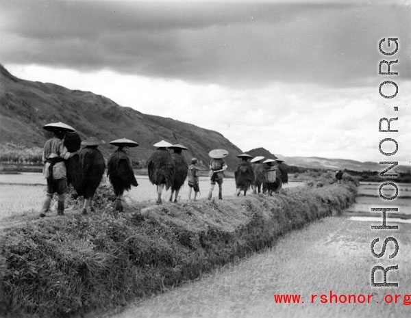 A group of farmers in plant-fiber rain gear walk between rice paddies in southern China, in Yunnan province. During WWII.