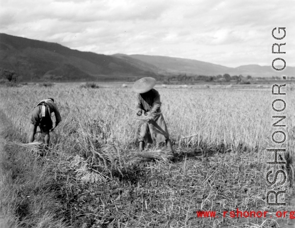 Farmers harvest rice in Yangkai, Yunnan province, China. During WWII.