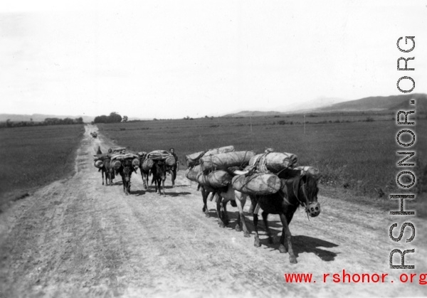A mule train in Yunnan province, China. During WWII.