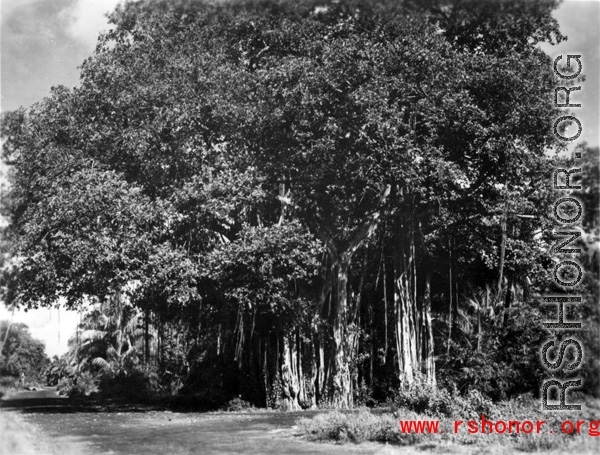 An enormous banyan tree in China, Burma, or India, during WWII.
