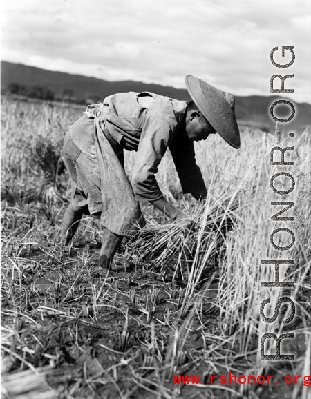Local people in Yunnan, China: Farmers cut and bundle rice in preparation for threshing. During WWII.