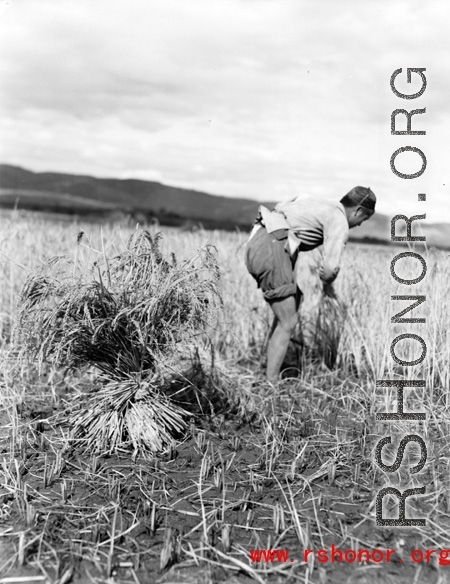 Local people in China: A man harvests rice during WWII.