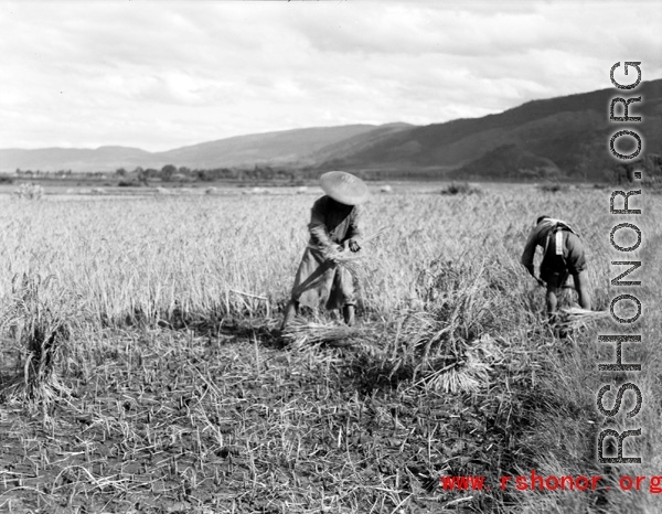 Local people in China: Farmers, most likely near Yangkai, cut and bundle rice as part of harvesting in the summer or fall. During WWII.