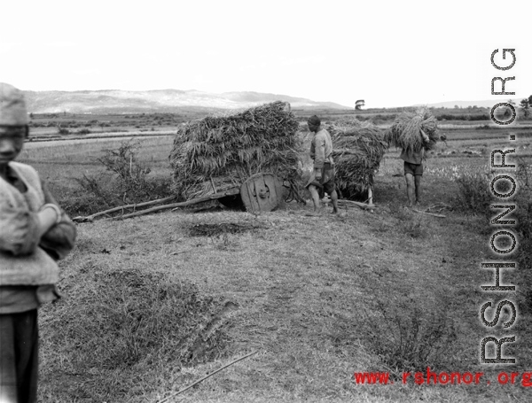 Local people in Yunnan, China: Harvesting rice on wooden-wheeled carts during WWII.