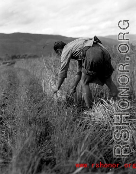 Local people in China: A farmer cutting straw in Yunnan, China, during WWII.