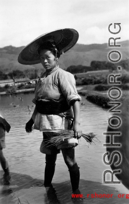 Local people in China: A woman in Yangkai, Yunnan transplants rice seedlings. During WWII.