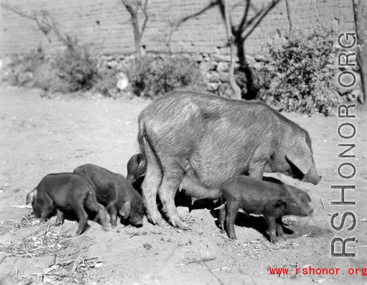A large sow in China during WWII.