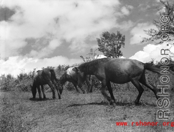 Horses and/or mules in China during WWII.
