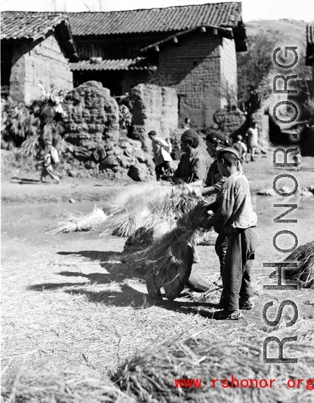 People in a local village in Yunnan province, China, threshing grain by striking the rice straw against old wooden wheels. During WWII.