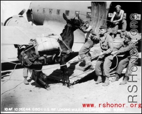 10AF 10Dec44 G180-1 U.S., Infantry loading mules on [C-47] cargo plane, Burma.