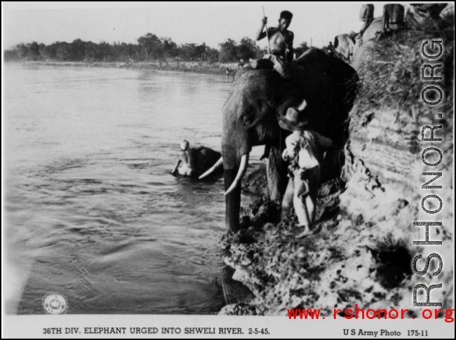 36th Division elephant urged into Shweli River, February 5, 1945.