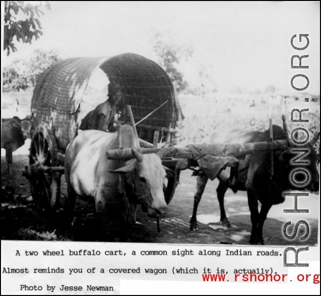 Buffalo cart in India. In the CBI during WWII.  Photo by Jesse D. Newman, by 988th Signal Service Battalion.
