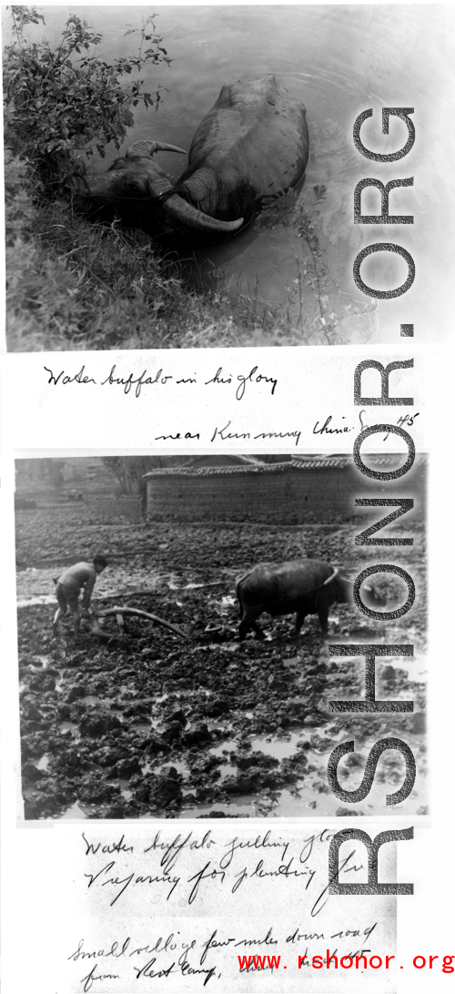 Water buffalo near Kunming, and plowing near Camp Schiel. 1945.