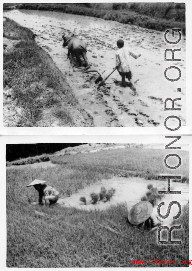 Farming planting rice in Yunnan, China, during WWII.