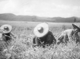 Chinese farmers working in the fields. During WWII in the CBI.