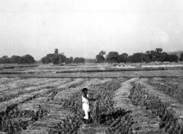 Person stands in dry rice paddies among cut rice stalks.  Scenes in India witnessed by American GIs during WWII. For many Americans of that era, with their limited experience traveling, the everyday sights and sounds overseas were new, intriguing, and photo worthy.