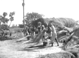 Threshing grain in India, during WWII.