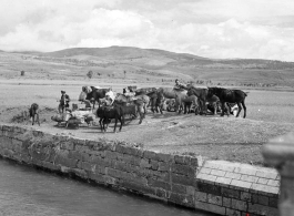 A mule train next to a canal in Yunnan province, China, during WWII.