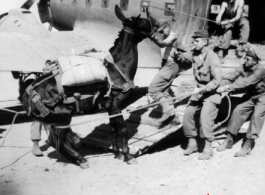 10AF 10Dec44 G180-1 U.S., Infantry loading mules on [C-47] cargo plane, Burma.