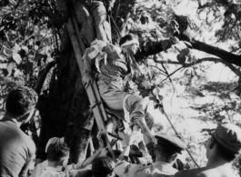 Rescuing the American pilot of an L-5 spotter plane after it crashed into a tree-top, during WWII in the CBI.