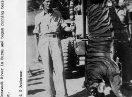 A tiger shot near the Irrawaddy River displayed as a trophy. During WWII.  Photo by Carl G. Anderson.