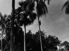Harvesting Betel nuts from an Areca Palm during WWII in the CBI.   Photo from Malcolm J. Setzer