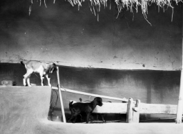 Baby goats frolic by a "dhenki" foot lever used for dehusking grain. India.  Scenes in India witnessed by American GIs during WWII. For many Americans of that era, with their limited experience traveling, the everyday sights and sounds overseas were new, intriguing, and photo worthy.