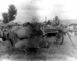 Cows And Cart In India.  Local images provided to Ex-CBI Roundup by "P. Noel" showing local people and scenes around Misamari, India.    In the CBI during WWII.
