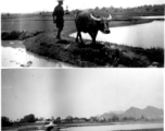A farmer plows rice paddies in Guangxi province, China, during WWII.