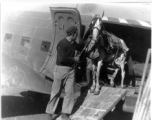 GIs lead mules out of a C-47 transport plane during WWII, in China.