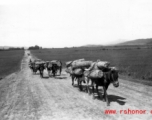 A mule train in Yunnan province, China. During WWII.