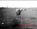A cow in the CBI during WWII.